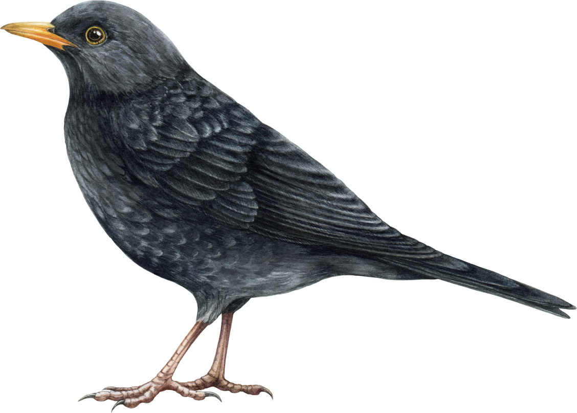 Watercolor blackbird bird